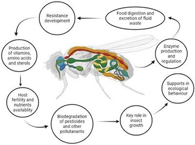 Contribution of insect gut microbiota and their associated enzymes in insect physiology and biodegradation of pesticides